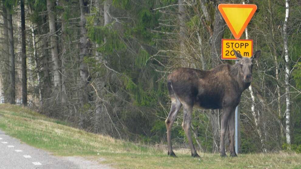 En bild tillhörande nyheten