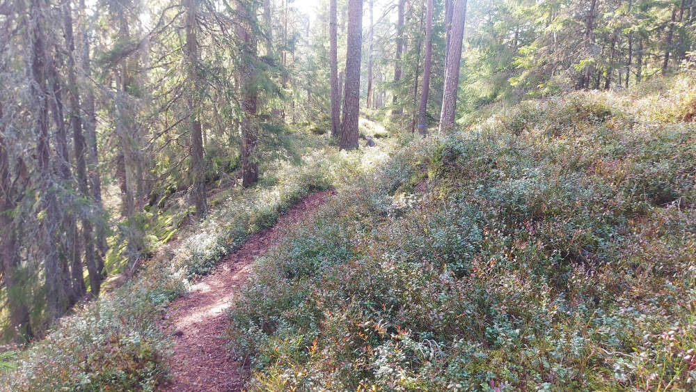 Vi kan stoppa naturkrisen