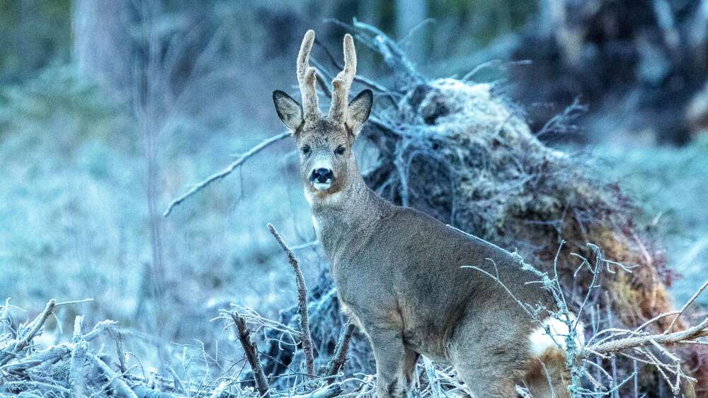 En bild tillhörande nyheten