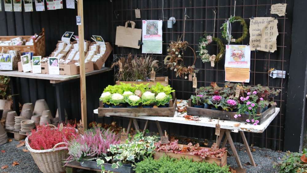 Naturen sätter tonen i Annas blomsterbutik - bild 5