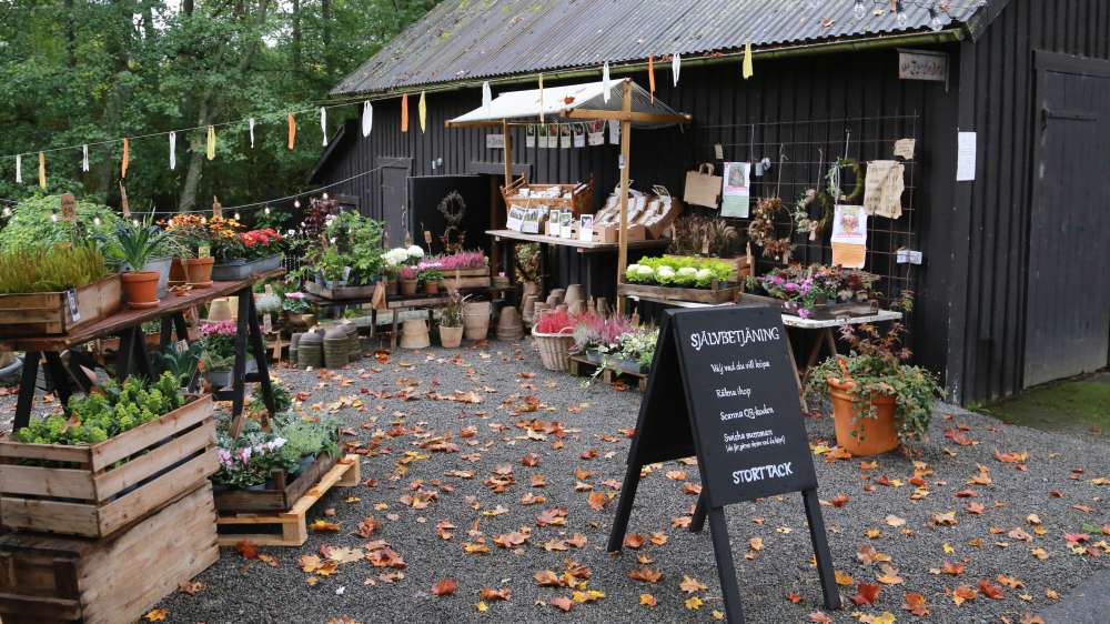 Naturen sätter tonen i Annas blomsterbutik - bild 2