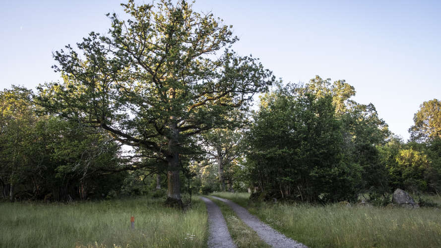 beskrivande bild