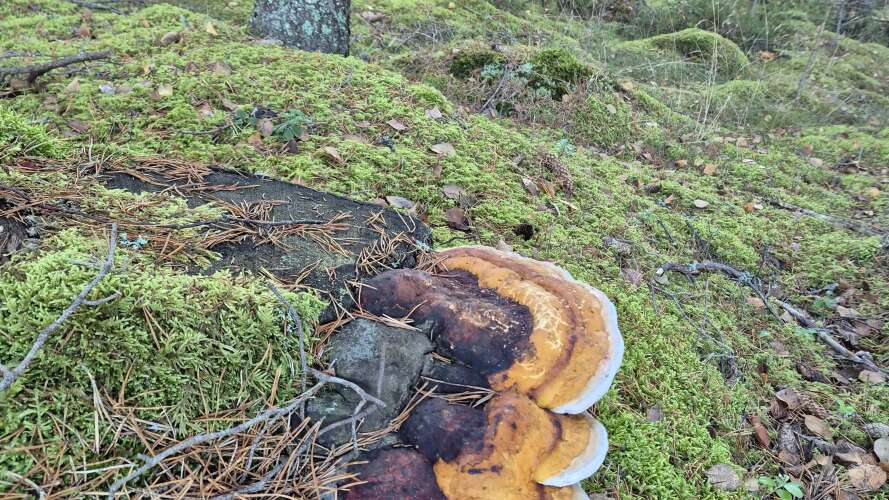 beskrivande bild