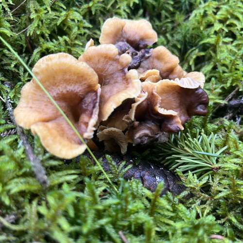 En bild för internannons