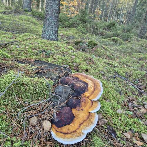 Bilder som hör till