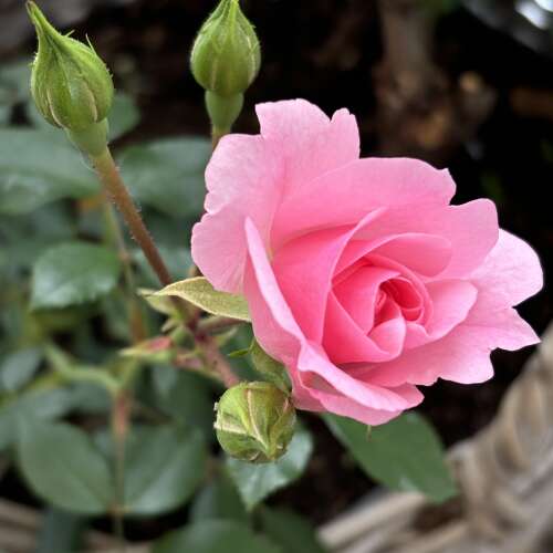 En bild för internannons