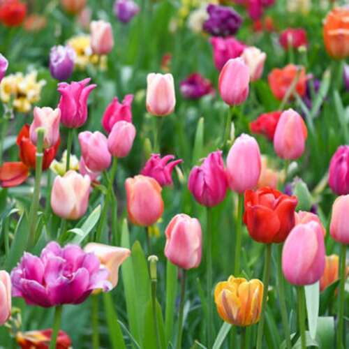 Bilder som hör till